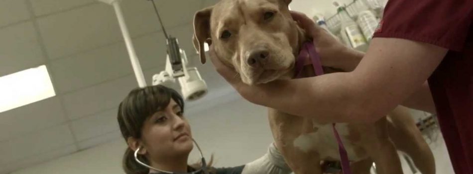 Licenciatura en Medicina Veterinaria y Zootecnia