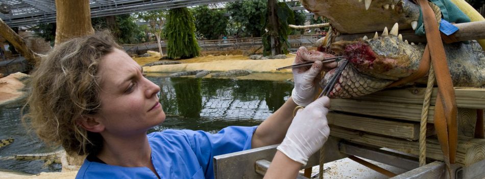 Técnico en Veterinaria y Zootecnia